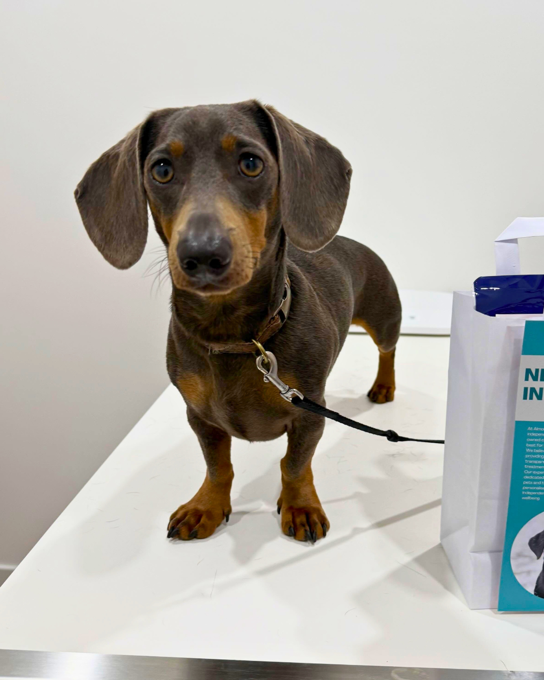 Dachshund patient during a consultation at Almond Vet Care