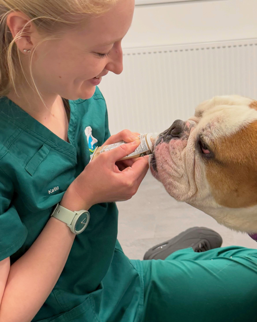 Katie caring for a bulldog patient at Almond Vet Care