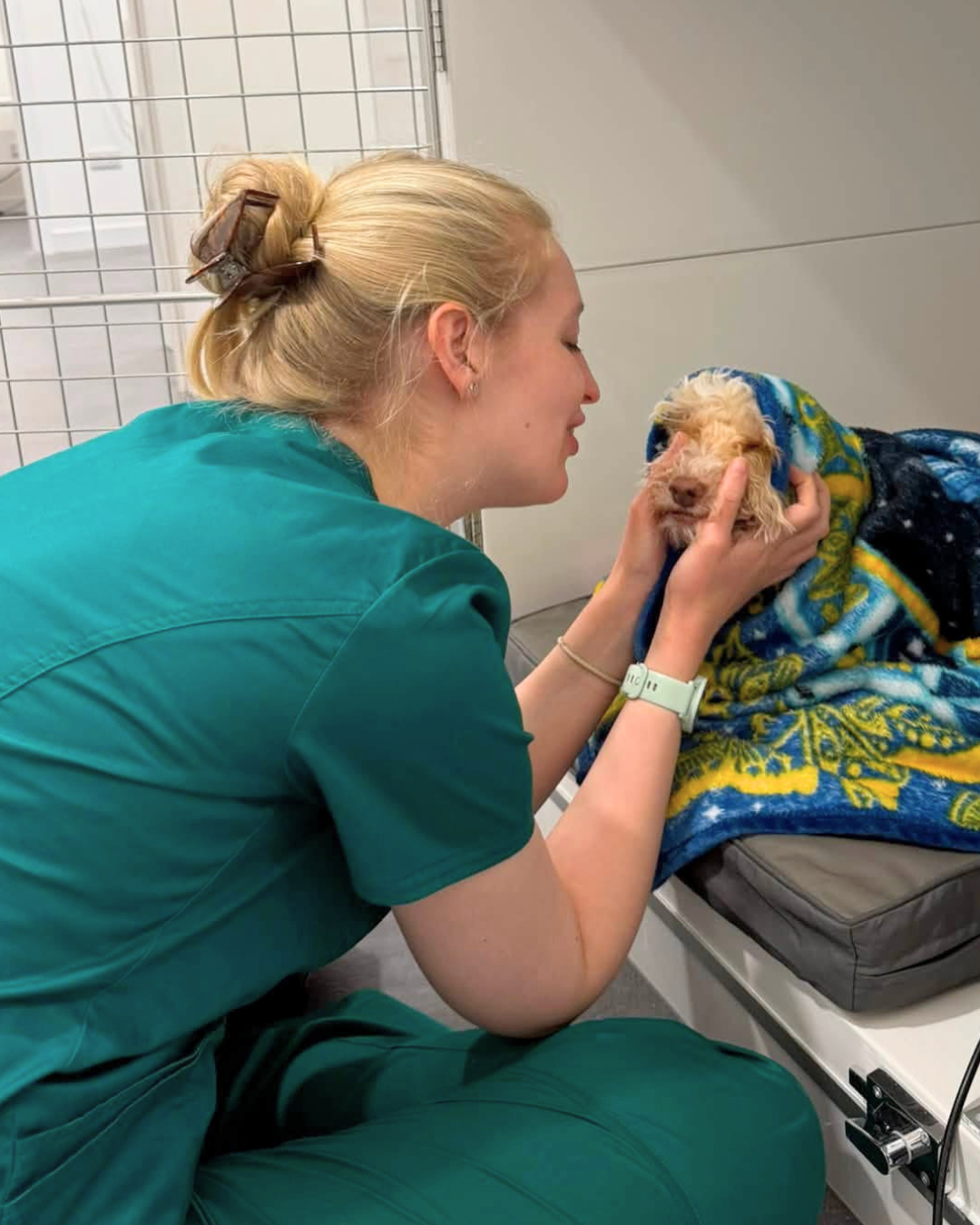 Vet examining a dog patient at Almond Vet Care