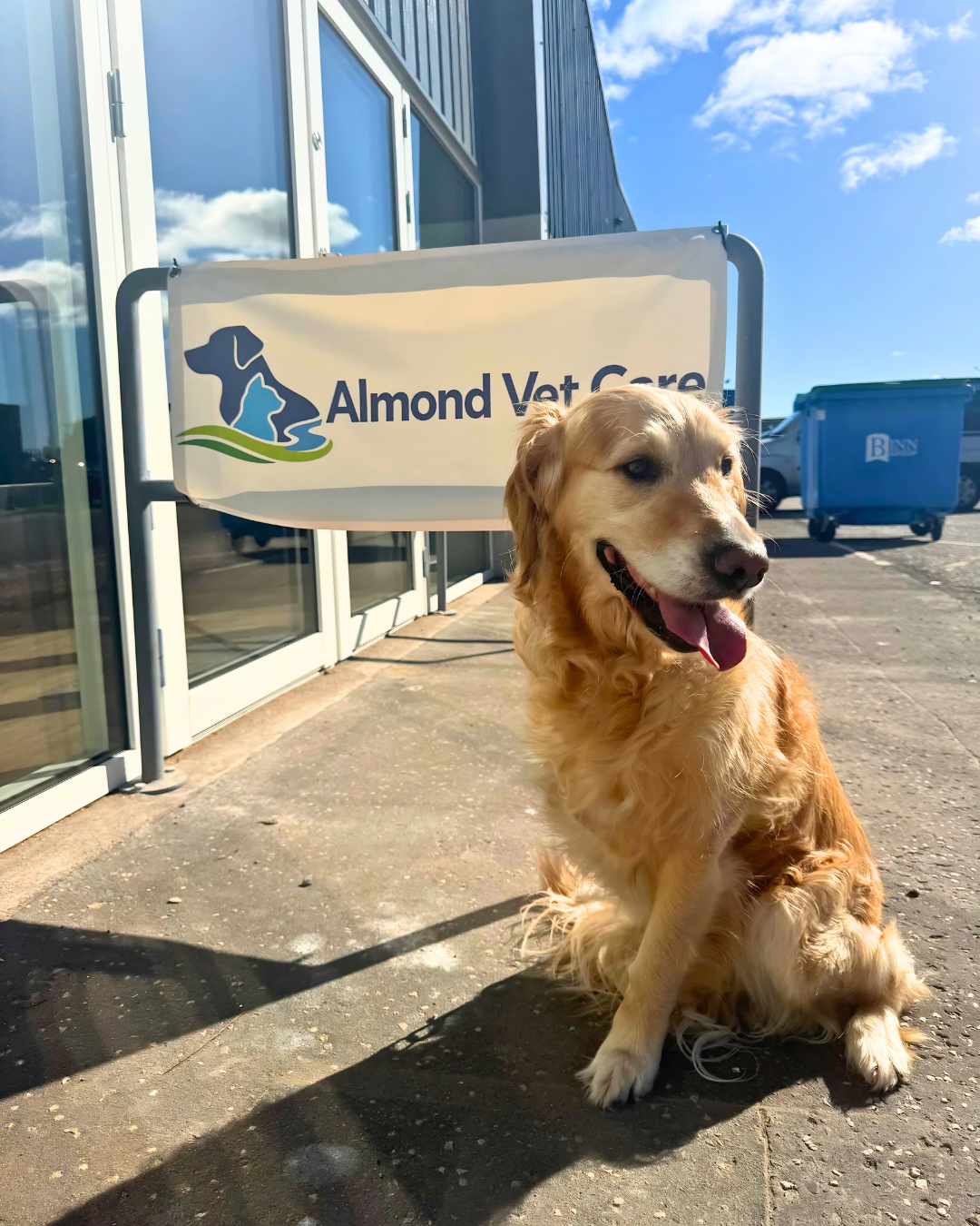 Golden retriever outside the Almond Vet Care clinic entrance