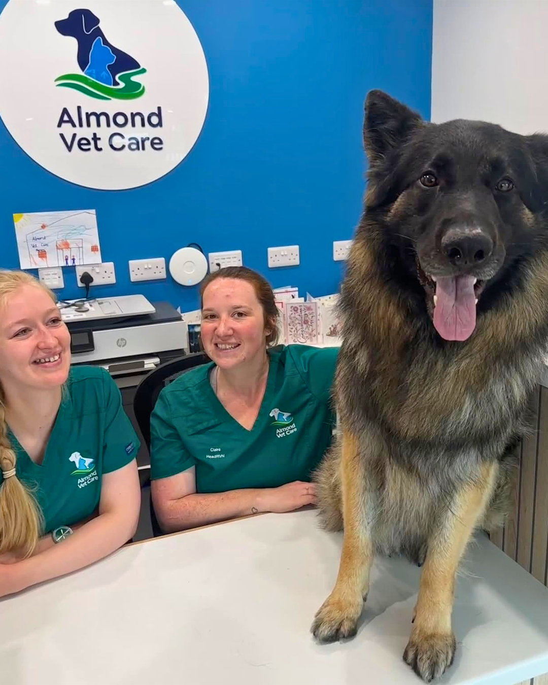 Almond Vet Care team with a German Shepherd patient